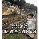지율목장 | 여행기록ㅣ평창여행 3일차ㅣ대관령 순수양떼목장