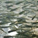 고산낚시터 이미지