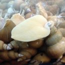 알천생태찌개 이미지