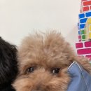 청주 애견유치원 꼬리흔들개Lucky 네이버블로그