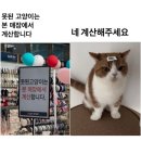 못된고양이