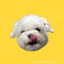 무제 | <혜화> 혜화 무제스시 후기 / 혜화역 맛집 / 내돈내산 후기