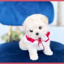 도그플러스 애견미용 이미지