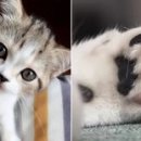 유명동물병원 이미지