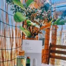 리아스포츠 | [미와수] 리아로마 스포츠 릴렉싱 오일 후기 – 마사지오일 & 바디오일 추천