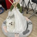 천사펫하우스 이미지