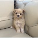 강아지에 빠지다 이미지