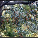 느티나무(주) 이미지