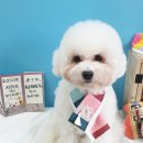 나래애견미용 이미지