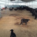 신평농장2 이미지