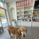 서울준동물병원 이미지