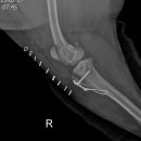 24시 라움동물의료센터 이미지