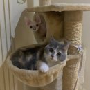 다솜고양이메디컬센터 금정점 | 다솜동물메디컬센터 금정점 | 부산 동물병원 | 부산 고양이 병원 | 유미흉