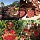 돈암재와 함께 하는 아프리카 여행 - 동북아프리카 커피테마 투어 이미지