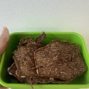 마마식품 | 아이가 과자보다 더 찾는 엄마표 소고기칩 만들기🥩 리큅 식품건조기 사용후기