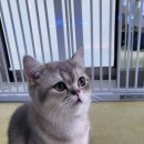 놀면묘하냥 고양이카페 이미지