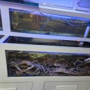 중앙동154 | 부산 중앙동 대게 맛집 블루오션 신선한 대게 한상