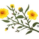 로즈 플라워(ROSE FLOWER) 이미지