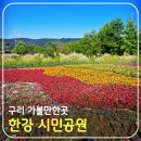 한강시민공원(등수국터널 1) | 구리 가볼만한곳 한강 시민 공원(ft. 주차장 자전거 등수국 터널)