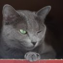 고양이눈 이미지