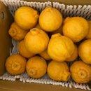 정수열 | [한라봉]네이버 쇼핑 산지직송ㅠ한라봉 구매하기_내돈내산 정수열 농부 한라봉후기