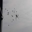 개미돈까스 이미지