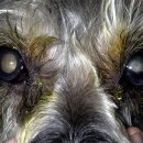 예동물병원 이미지