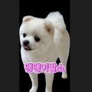 댕댕이발소 이미지