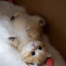 강남 고양이 분양 냥블리 이미지