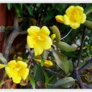 재스민향기 이미지