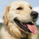 대한리트리버 이미지