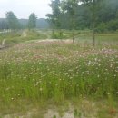 진교 메타세쿼이아길 이미지