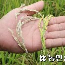 금만농업협동조합 미곡처리장 이미지