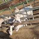 원주곤충마을박물관 이미지