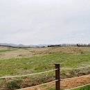 둘레목장 | 지금 서산 한우목장 벚꽃 - 초원 둘레길 상태 솔직 후기