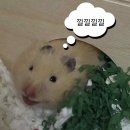 지에스25효성어울림 | [포포감먹일지] GS25 편의점 말차사이다하이볼/말차맥주 비교 후기