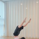 도반 | 남양주 아브야사 요가 추천 정통 하타 요가원 후기 벚꽃 야외요가