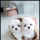 퍼피트렌드 이미지