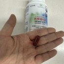 더쉐이프 | 트루쉐이프 건강한 체지방 다이어트 루틴 하루 세 번 섭취 후기