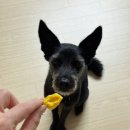 리앤폴 | [강아지수제간식] 입맛 까다로운 중형견도 좋아하는 동결건조 강아지황태 - 리앤폴 망고황태