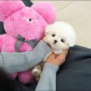 언니네 애견샵 네이버블로그
