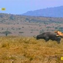 버팔로동물병원 이미지