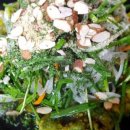 하리마우숯불닭갈비 이미지