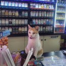 세븐일레븐 서귀포 엠스테이점 이미지