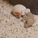 MyPetTube:크로커다일게코 CrocodileGecko 부화 Hatching 파충류 reptile 도마뱀 lizard 이색카페 이미지