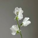 스위트피(sweetpea) 이미지