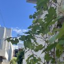 살랑 그루밍 이미지