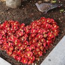 아름다운 대한민국 이야기 9 - 부산 해운대 동백섬 붉은 꽃송이에서 정열의 삶을 배운다 이미지