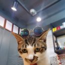 트로이메라이 연주회 네이버블로그