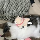 나와고양이 이미지